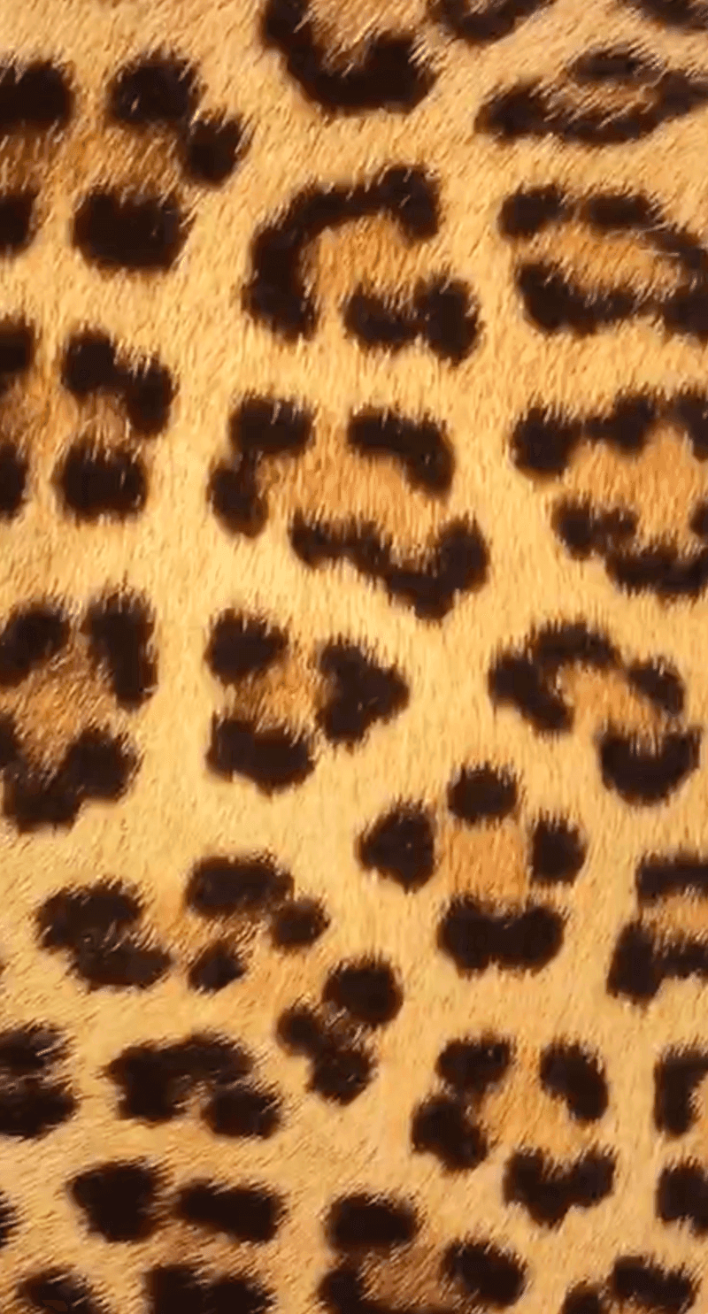 Dalai Puma Background